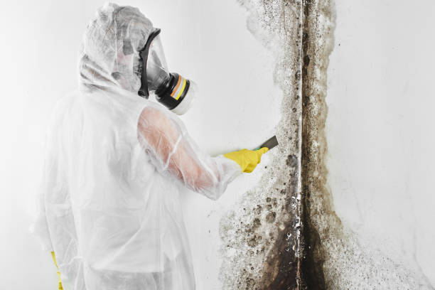 Best Mold Remediation for Rental Properties  in USA